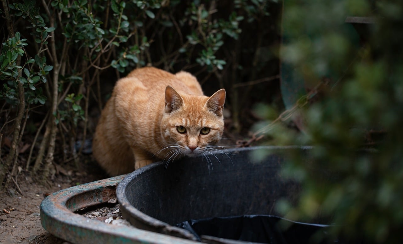 How to Help Your Senior Cat Stay Active